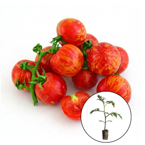 Tomatenplant 'Tigerella'