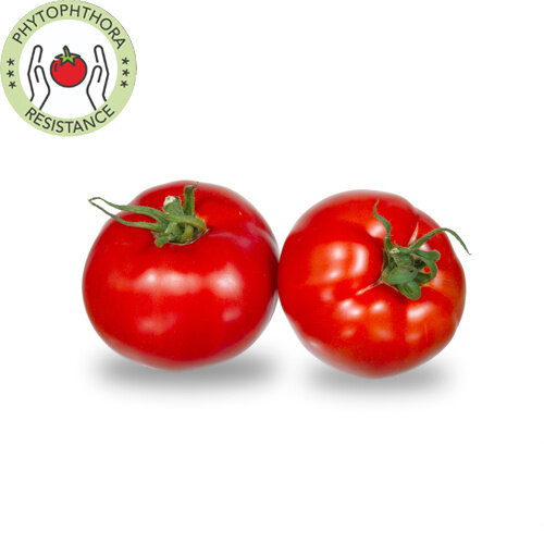 10x Tomatenzaden 'Beef Survivor'