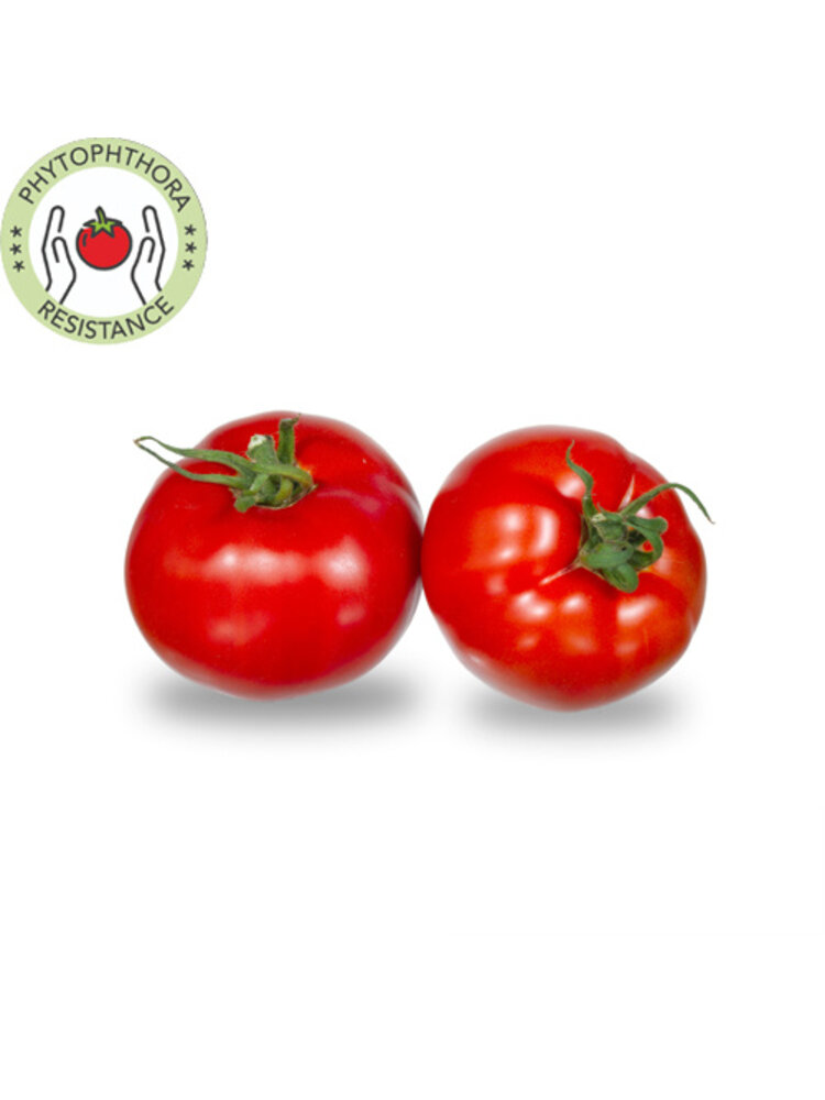 10x Tomatenzaden 'Beef Survivor'