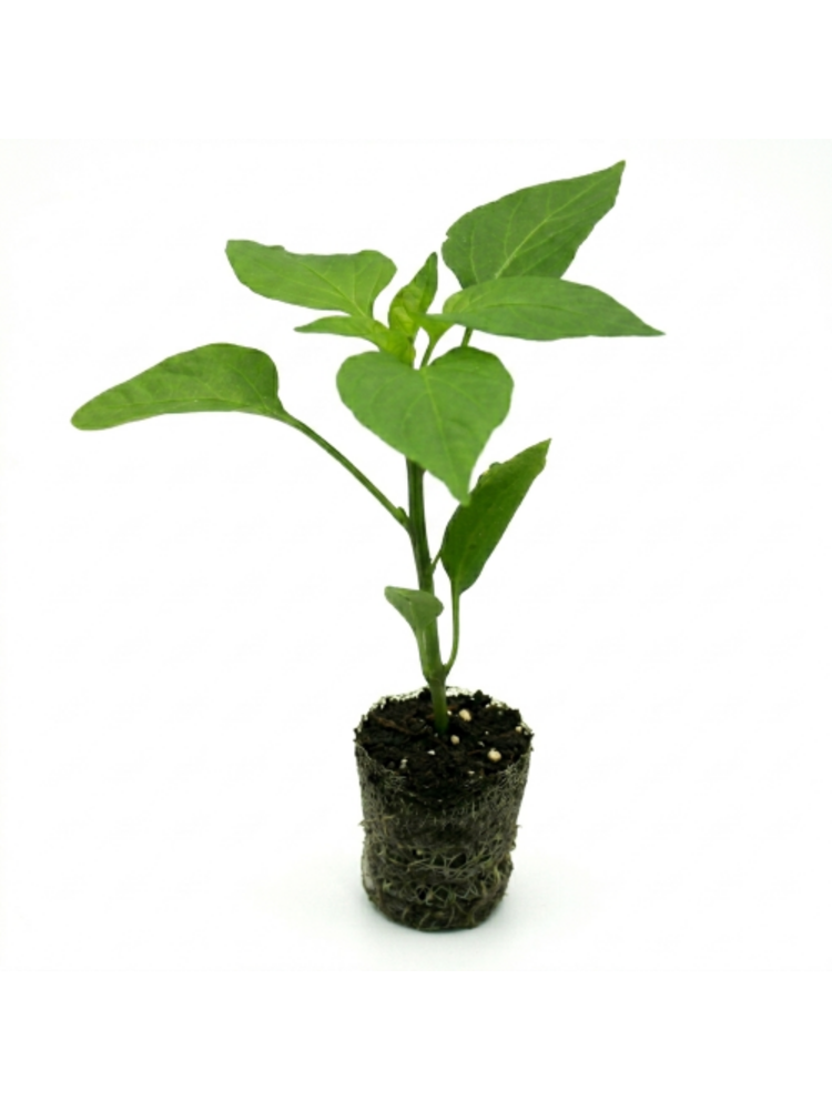 Paprikaplanten verrassing mix