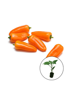 Paprikaplanten verrassing mix