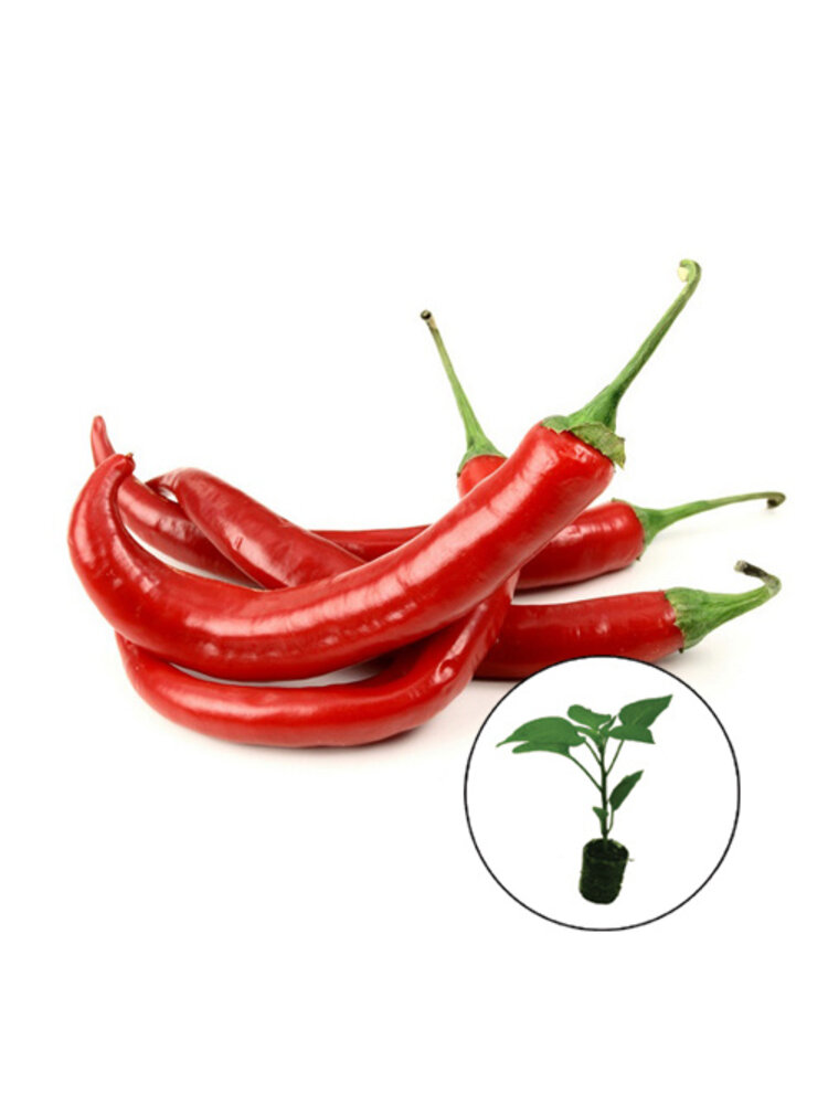 Paprikaplanten verrassing mix