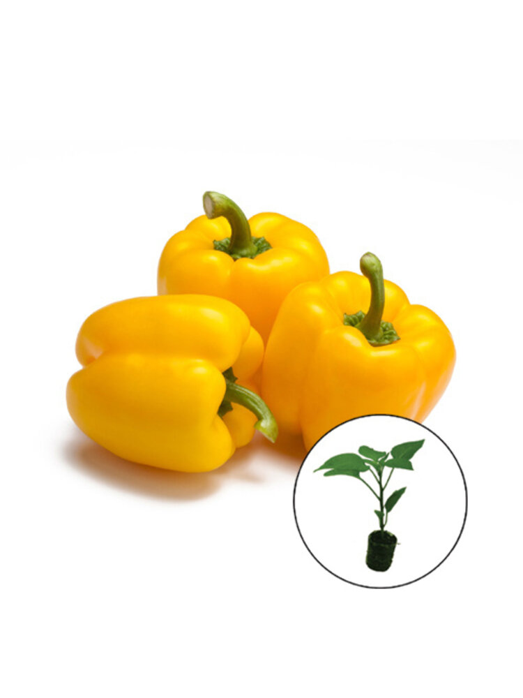 Paprikaplanten verrassing mix