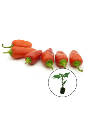 Paprikaplanten verrassing mix