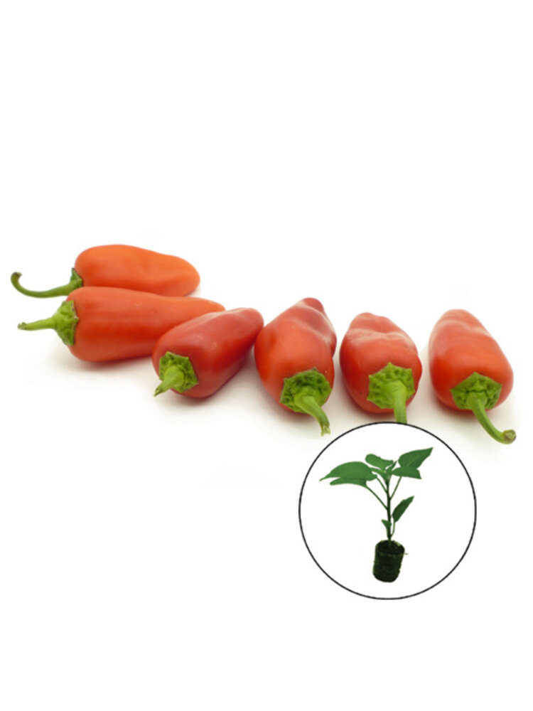 Paprikaplanten verrassing mix