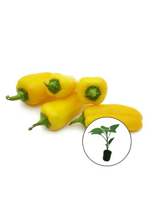 Paprikaplanten verrassing mix
