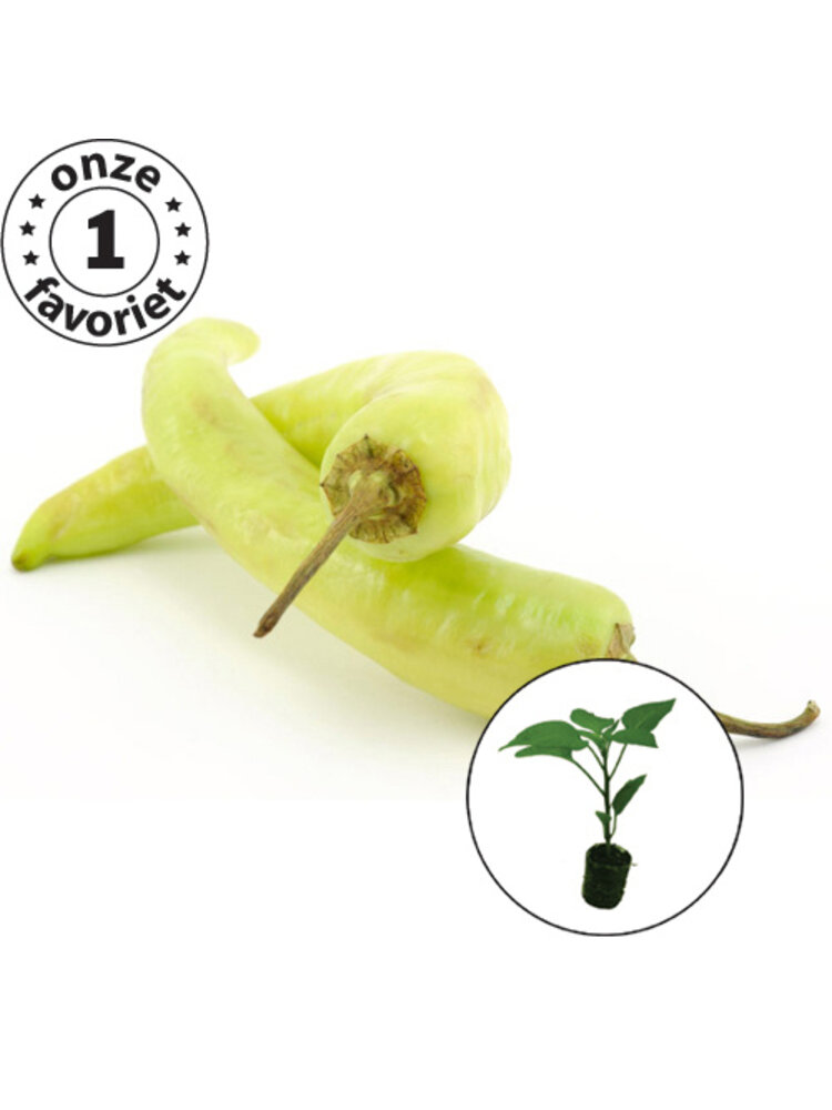 Paprikaplanten verrassing mix