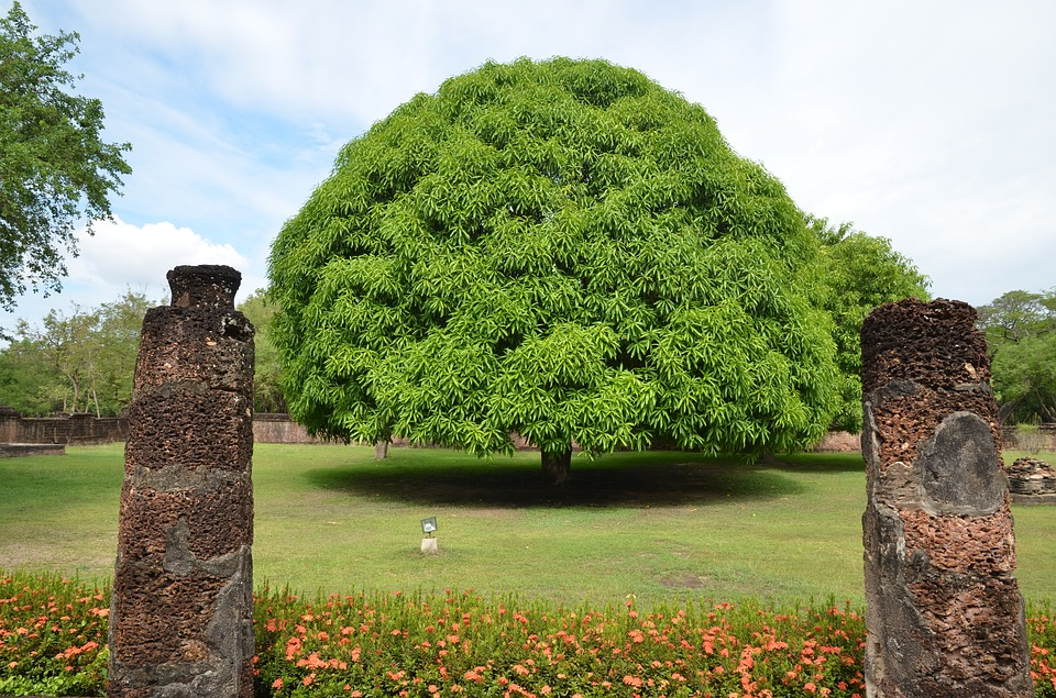 mangohoutboom