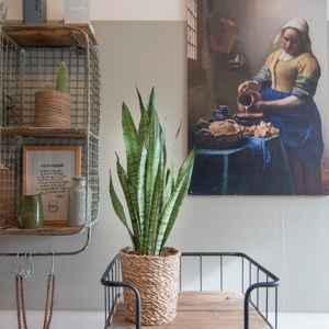 WoonQ Vrouwentong 'Sansevieria Zeylanica' aanbieding WoonQ Vrouwentong 'Sansevieria Zeylanica' aanbieding