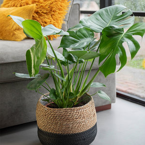 WoonQ Gatenplant 'Monstera Deliciosa' XL aanbieding WoonQ Gatenplant 'Monstera Deliciosa' XL aanbieding