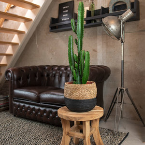 WoonQ XXL Cowboy Cactus 'Euphorbia Acrurensis' aanbieding WoonQ XXL Cowboy Cactus 'Euphorbia Acrurensis' aanbieding