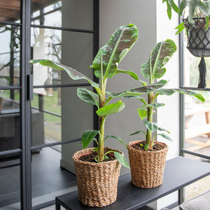 WoonQ XL Bananenplant 'Musa’ aanbieding WoonQ XL Bananenplant 'Musa’ aanbieding