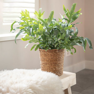WoonQ Blauwvaren 'Phlebodium Aureum' aanbieding WoonQ Blauwvaren 'Phlebodium Aureum' aanbieding