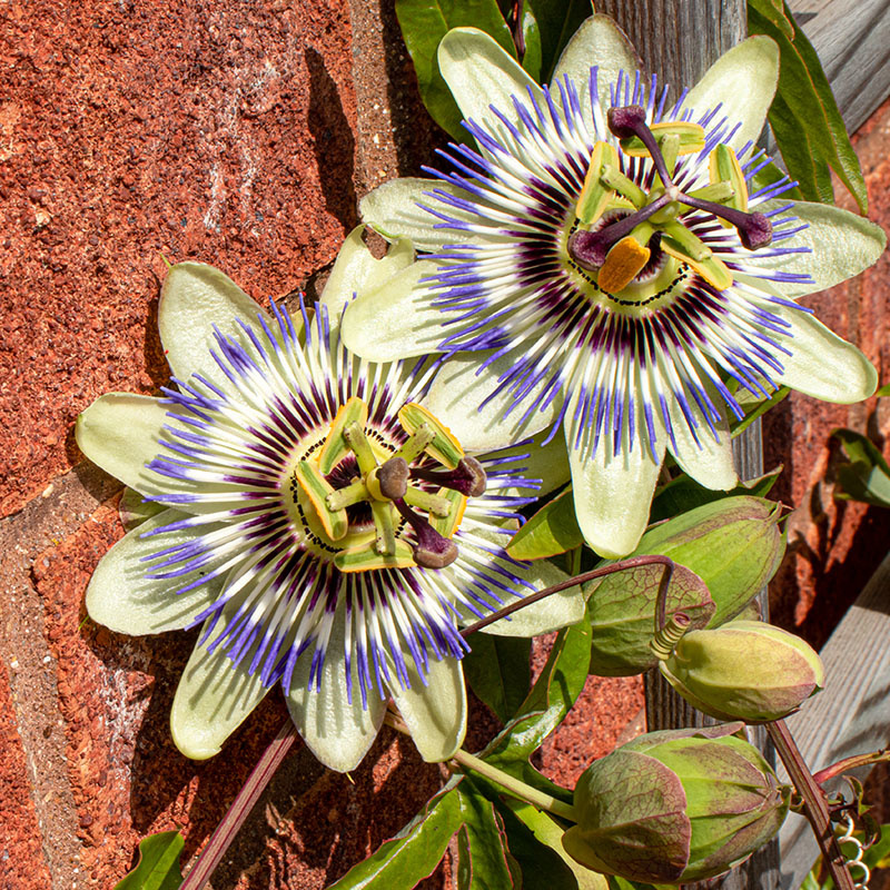 Set van 3 - Blauwe passiebloem 'Passiflora Caerulea' Set van 3 - Blauwe passiebloem 'Passiflora Caerulea'
