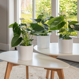 WoonQ-Set van 3 - Anthurium Wit-aanbieding WoonQ-Set van 3 - Anthurium Wit-aanbieding