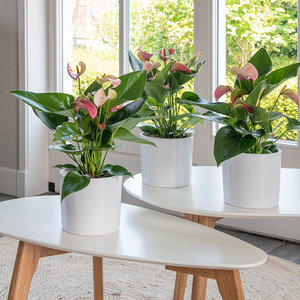 WoonQ-Set van 3 - Anthurium Duo Peach & Roze-aanbieding WoonQ-Set van 3 - Anthurium Duo Peach & Roze-aanbieding