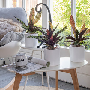 WoonQ-Set van 3 - Pauwenplant 'Calathea Insignis'-aanbieding WoonQ-Set van 3 - Pauwenplant 'Calathea Insignis'-aanbieding