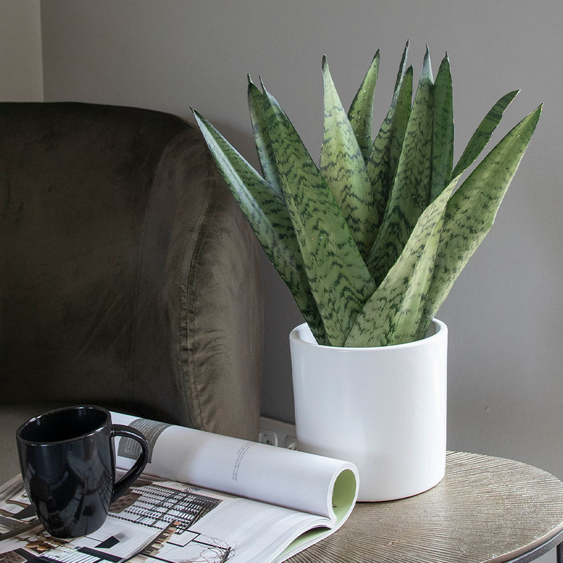 Vrouwentong 'Sansevieria Zeylanica' Fan Vrouwentong 'Sansevieria Zeylanica' Fan