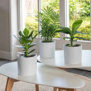 WoonQ Set van 3 - Green Mix aanbieding WoonQ Set van 3 - Green Mix aanbieding