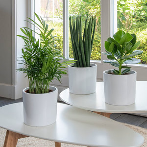 WoonQ Set van 3 - Green Mix Luxe aanbieding WoonQ Set van 3 - Green Mix Luxe aanbieding