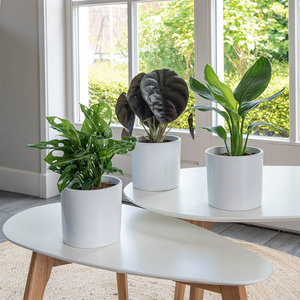 WoonQ Set van 3 - Tropical Mix aanbieding WoonQ Set van 3 - Tropical Mix aanbieding