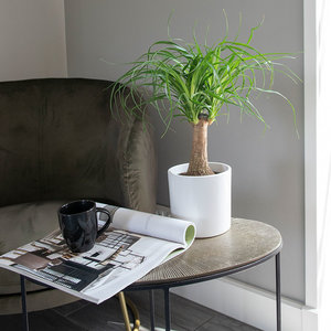 WoonQ Olifantenpoot 'Beaucarnea Recurvata' aanbieding WoonQ Olifantenpoot 'Beaucarnea Recurvata' aanbieding