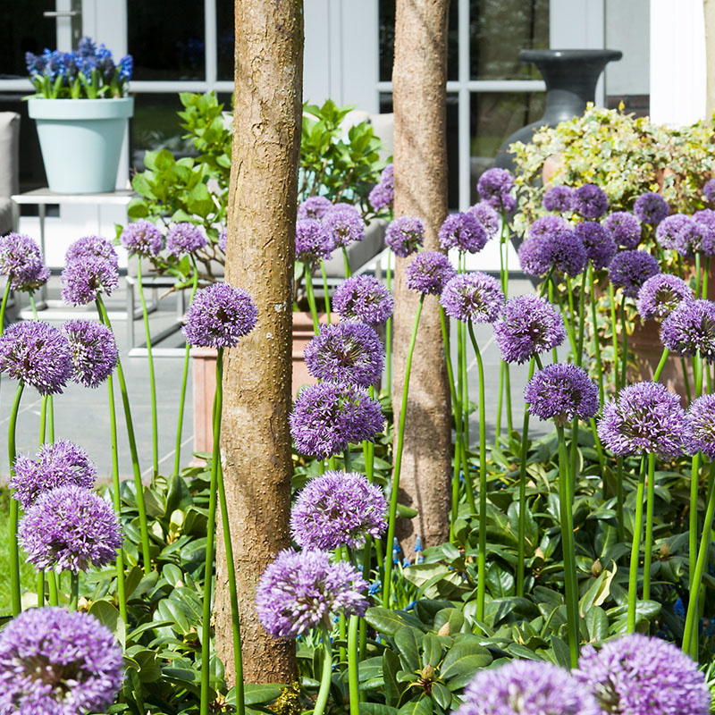 40 stuks Bloembollen - Sierui 'Allium' - Paars & Wit 40 stuks Bloembollen - Sierui 'Allium' - Paars & Wit