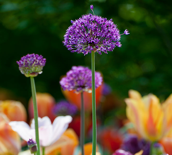 40 stuks Bloembollen - Sierui 'Allium' - Purple Rain 40 stuks Bloembollen - Sierui 'Allium' - Purple Rain