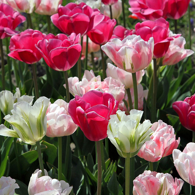 30 stuks Bloembollen - Tulpen Farmers Mix 'Amore' 30 stuks Bloembollen - Tulpen Farmers Mix 'Amore'