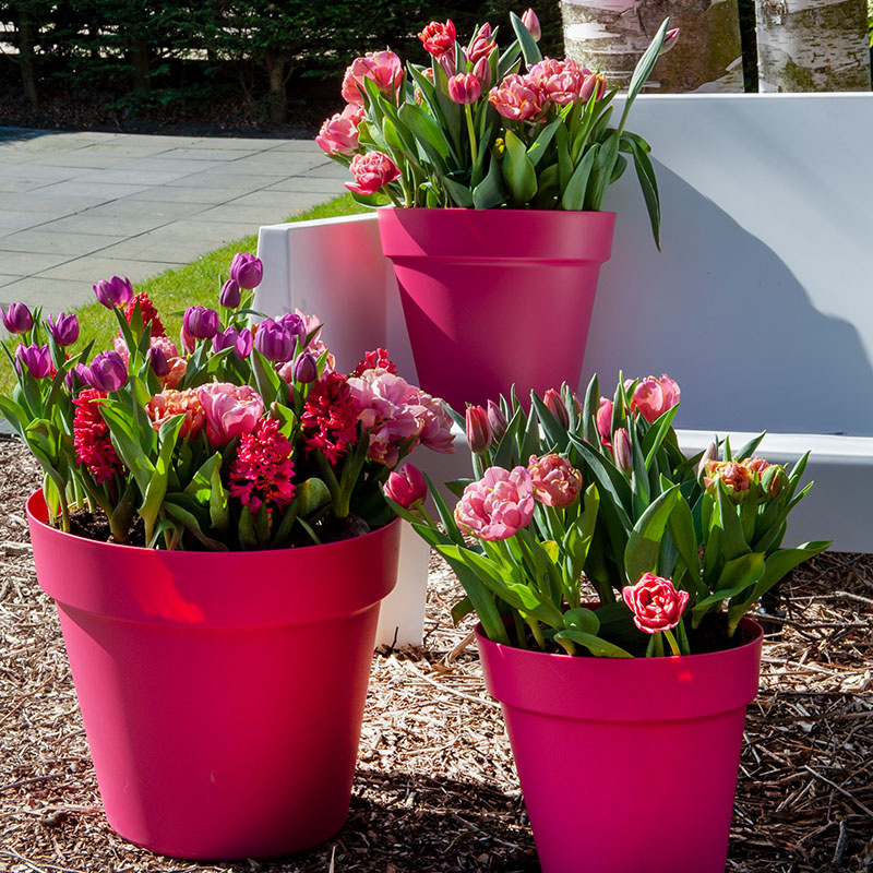 30 stuks Bloembollen - Tulpen Mix 'Have Pleasant Dreams' 30 stuks Bloembollen - Tulpen Mix 'Have Pleasant Dreams'