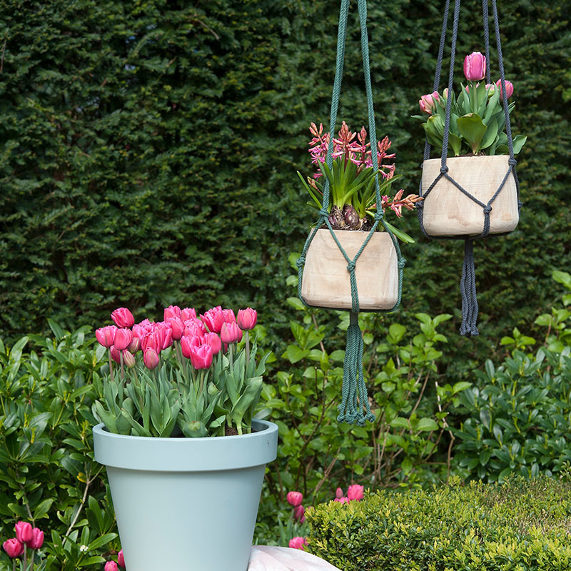 35 stuks Bloembollen - Tulpen Roze 35 stuks Bloembollen - Tulpen Roze