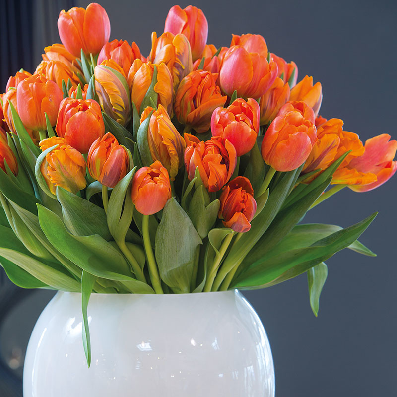 35 stuks Bloembollen - Tulpen Oranje 35 stuks Bloembollen - Tulpen Oranje