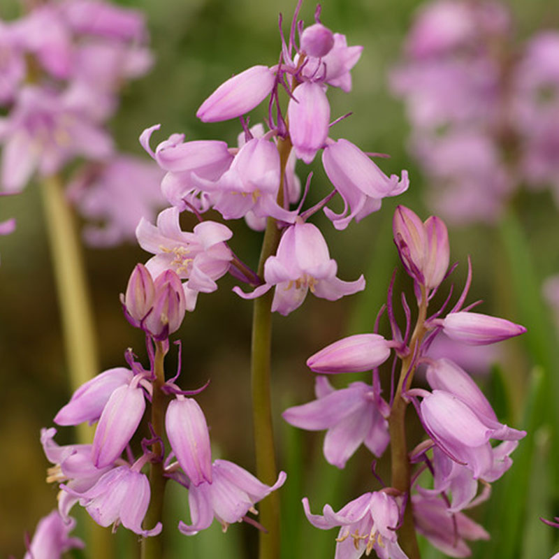 50 stuks Bloembollen - Pink Friends Mix 50 stuks Bloembollen - Pink Friends Mix