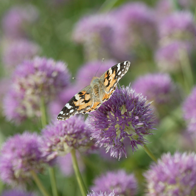 40 stuks Bloembollen - Happy Butterfly Mix 40 stuks Bloembollen - Happy Butterfly Mix