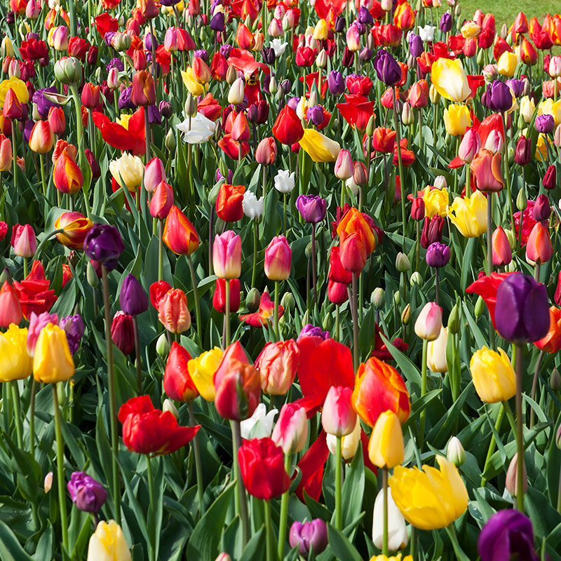 30 stuks Bloembollen - Tulpen Mix 30 stuks Bloembollen - Tulpen Mix