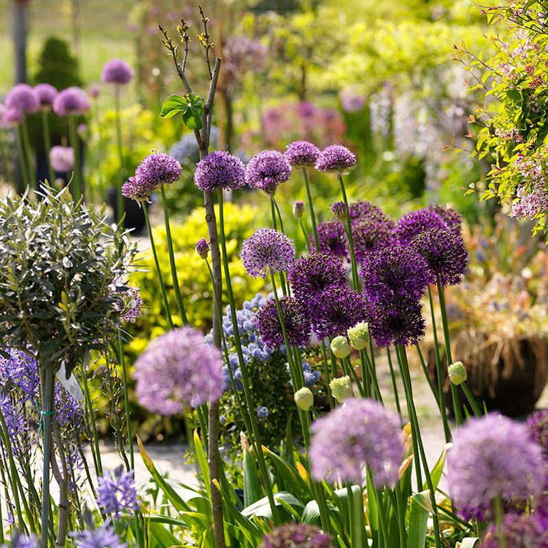 20 stuks Bloembollen - Sierui 'Allium' - Paars & Wit 20 stuks Bloembollen - Sierui 'Allium' - Paars & Wit