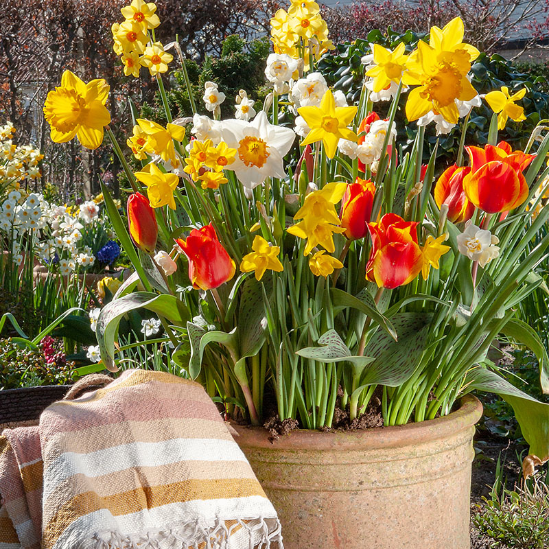 25 stuks Bloembollen - Narcissen Mix 25 stuks Bloembollen - Narcissen Mix