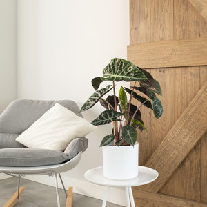 WoonQ Olifantsoor Alocasia 'Pink Dragon' aanbieding WoonQ Olifantsoor Alocasia 'Pink Dragon' aanbieding