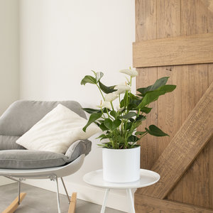 WoonQ-Flamingoplant 'Anthurium Wit'-aanbieding WoonQ-Flamingoplant 'Anthurium Wit'-aanbieding