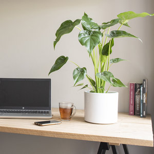 WoonQ Olifantsoor Alocasia 'Cucullatta' aanbieding WoonQ Olifantsoor Alocasia 'Cucullatta' aanbieding