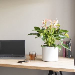 WoonQ-Flamingoplant 'Anthurium Peach'-aanbieding WoonQ-Flamingoplant 'Anthurium Peach'-aanbieding