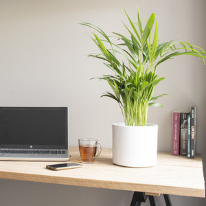 WoonQ Areca - goudpalm 'Dypsis Lutescens' aanbieding WoonQ Areca - goudpalm 'Dypsis Lutescens' aanbieding