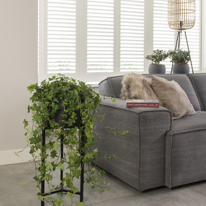 WoonQ Klimop 'Hedera Helix' aanbieding WoonQ Klimop 'Hedera Helix' aanbieding