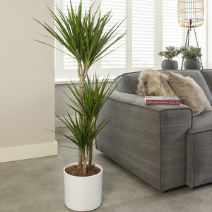 WoonQ XL Drakenboom 'Dracaena Marginata' aanbieding WoonQ XL Drakenboom 'Dracaena Marginata' aanbieding