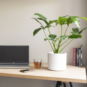 WoonQ Philodendron 'Fun Bun' aanbieding WoonQ Philodendron 'Fun Bun' aanbieding