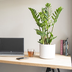 WoonQ Kamerpalm 'Zamioculcas' aanbieding WoonQ Kamerpalm 'Zamioculcas' aanbieding