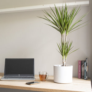 WoonQ Drakenboom 'Dracaena Marginata' aanbieding WoonQ Drakenboom 'Dracaena Marginata' aanbieding