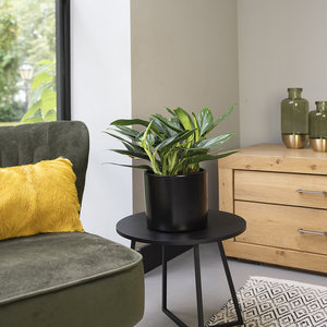 WoonQ Philodendron 'Cobra' aanbieding WoonQ Philodendron 'Cobra' aanbieding