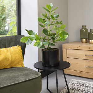 WoonQ Appelvijg 'Clusia Rosea Princess' aanbieding WoonQ Appelvijg 'Clusia Rosea Princess' aanbieding