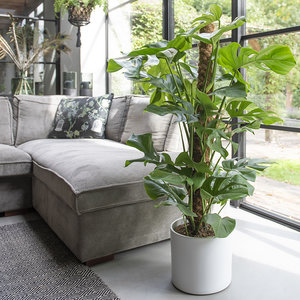 WoonQ XXL Gatenplant 'Monstera Pertusum' aanbieding WoonQ XXL Gatenplant 'Monstera Pertusum' aanbieding